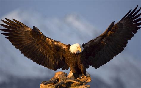 big eagle spreading  wings   desktop wallpapers