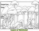 Rainforest Biome Bosque Designlooter Lluvioso sketch template