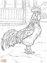 Rooster Fighting Brilliant sketch template