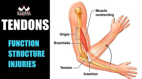 tendon structure  function    tendons     youtube