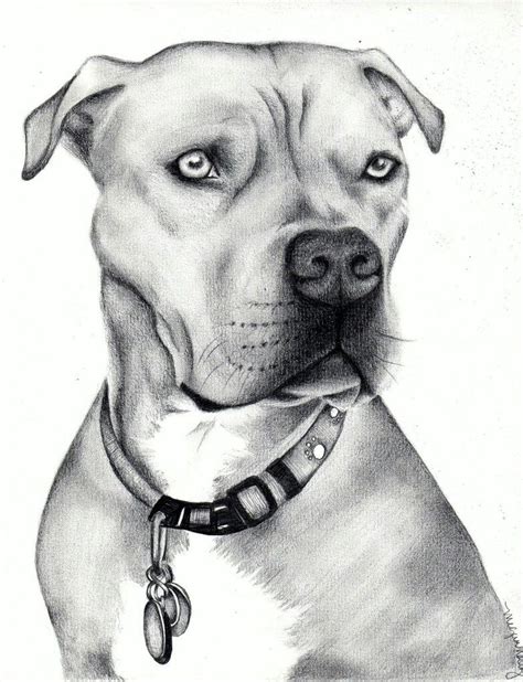 cute pitbull coloring pages coloring page