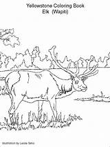 Yellowstone Coloring Pages Kids Park National Parks Corner Activity Secret Wyoming Gif Designlooter sketch template