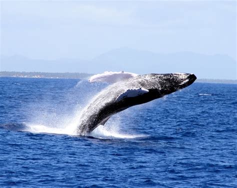 finback whale project noah