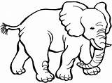 Elephant Coloring Pages African Little Netart sketch template