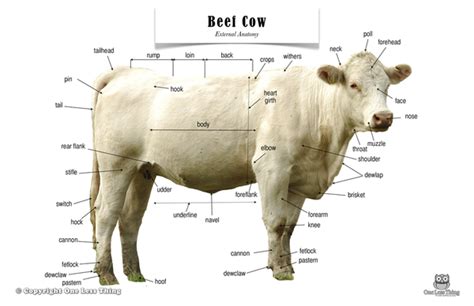 dairy  anatomy poster beef cattle beef