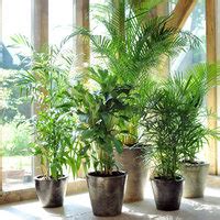 le palmier elu plante dinterieur de juillet