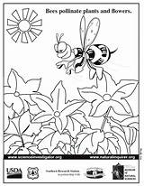 Pollination Worksheet Pollen Pollinator sketch template