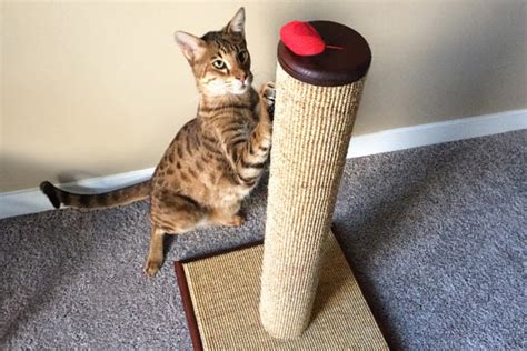 how to choose the best cat scratching post
