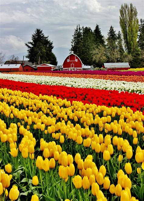 tulip farms photograph  benjamin yeager pixels