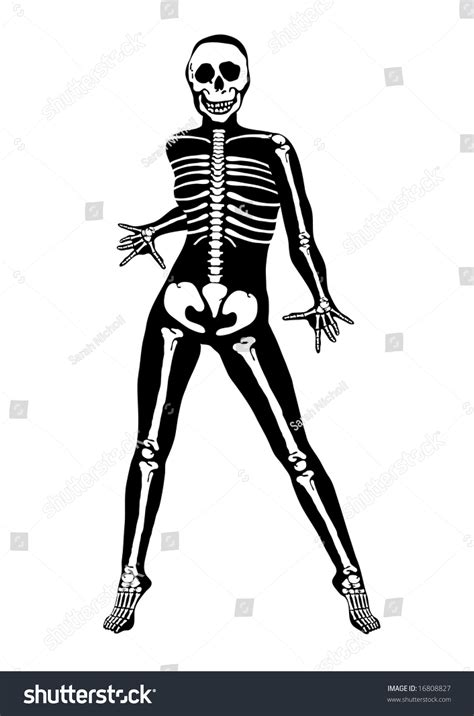 illustration of halloween skeleton on white background