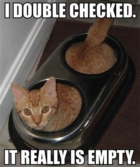 food bowl   cat empty funny pictures dump  day