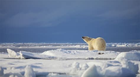 polar bears  antarctica aurora expeditions