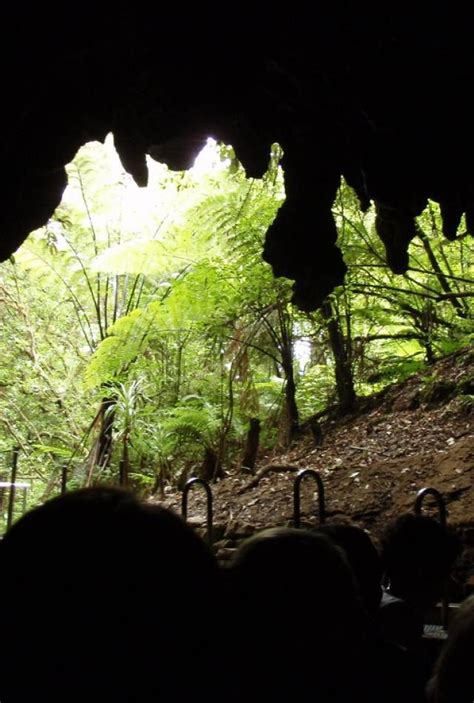 glowworm caves  trip nature places