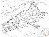 Crocodile Coloring Pages Realistic Printable American Crocodiles Drawing Nile Supercoloring Reptiles sketch template