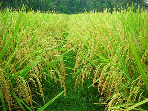 kenali hama penyakit tanaman padi  meresahkan petani lim corporation