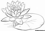 Lily Pad Coloring Fresh sketch template