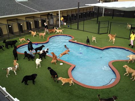 america    dogs life pet paradise opens luxury resort