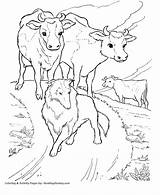 Coloring Pages Cow Cattle Dog Herd Field Dairy Kids Printable Print Activity sketch template