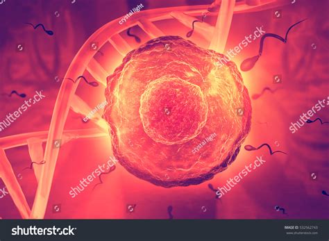 sperm egg cell on scientific background stock illustration 532562743