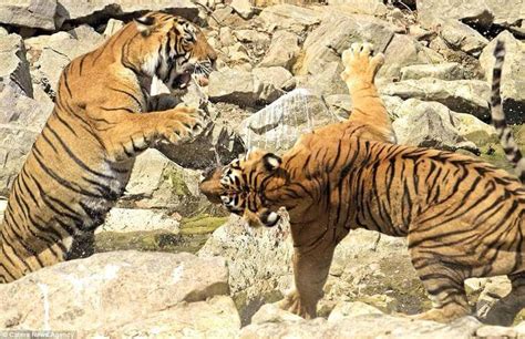 tiger brawl  waterhole  ranthambore national park