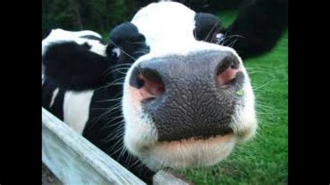 Moo Cow Prank Call Youtube
