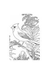 Coloring Pages Birds State Cardinal Kentucky Bluebird sketch template