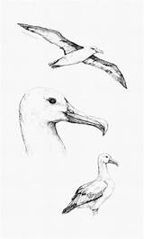 Albatross Albatros Sketching Abrir Seagull sketch template