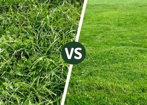 tall fescue  kentucky bluegrass differences whats    lawn