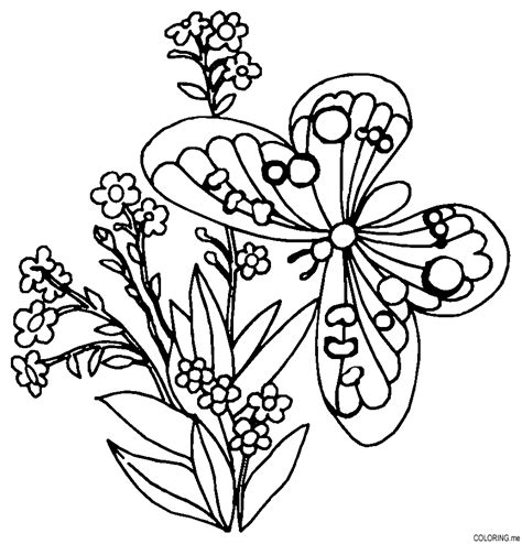 butterfly  flower colouring pages coloring home
