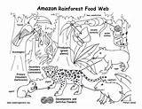 Food Web Pages Coloring Colouring Getcolorings Printable Chain sketch template
