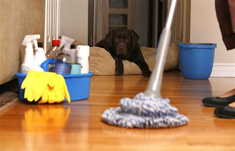 keeping  pet friendly home clean carvalhos cleaning