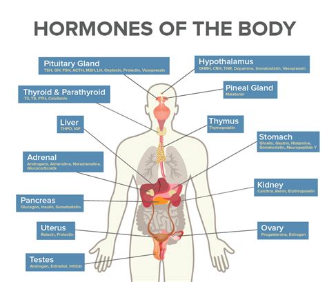 the cbd hormone guide hempure
