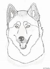 Coloring Husky Siberian Coloringhome Crafter sketch template