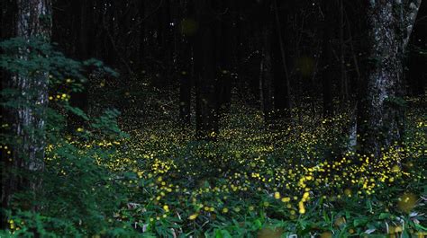 time lapse fireflies dusky s wonders