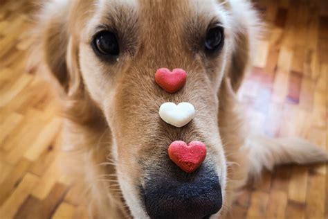 speak  dogs love language  valentines day