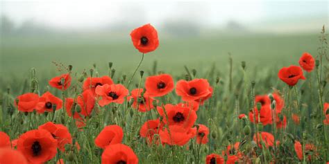 poppies world war  centennial