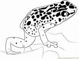 Frog Poison Dart Coloring Blue Dots Dot Connect Pages Drawing Worksheet Kids Printable Color Popular Getdrawings Designlooter Coloringpages101 Connectthedots101 Worksheets sketch template