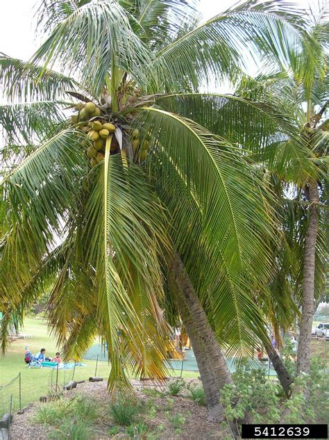 coconut palm cocos nucifera