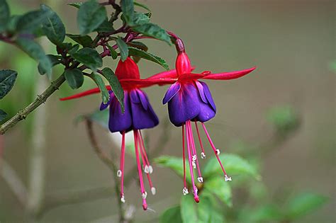fuchsia ladys eardrop    flowers
