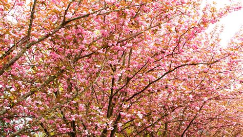spring blooming trees favorites  white pink  purple flowers