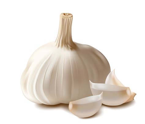 garlic png image purepng  transparent cc png image library