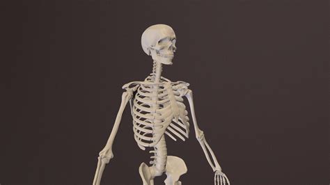 human skeleton highresolution model  model  lkuzyakin ae