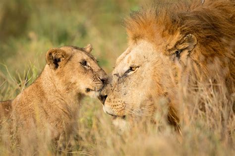 lions  lets explore  habitat