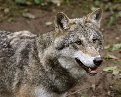 happening  americas gray wolves     protect   green planet