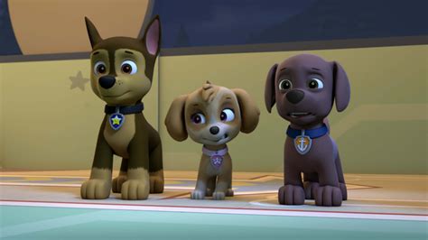 paw patrol season  episode  paw patrol pups