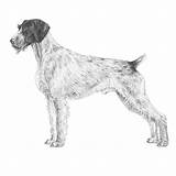 Pointer Wirehaired Shorthaired Griffon Akc Pointing sketch template