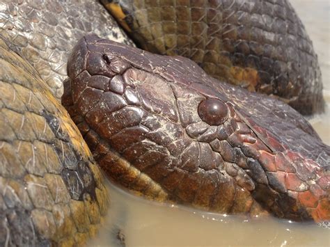 anaconda collective conservation