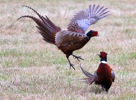 Pheasant Cocks Fighting © Bob Embleton Cc By Sa 2 0 Geograph Britain