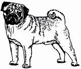 Pug Coloring Pages Puppy Clipart Clip Printable Dog Christmas Kids Dogs Sheets Library Popular Coloringhome Right Cliparts sketch template