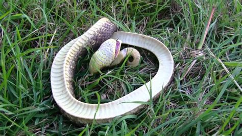 dead snakes  dreams     die  bring    life